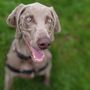 Photo of Petplayland Pet Care Services