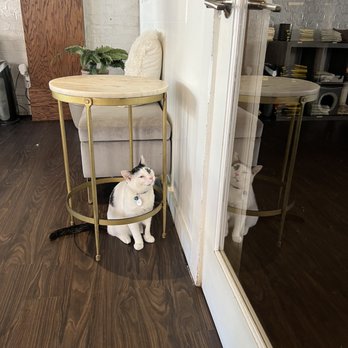 Pounce Cat Cafe - Escape - Pet Adoption Near Me - Charleston, South Carolina