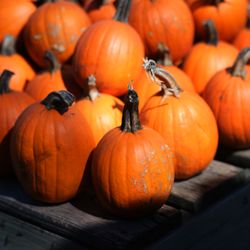 Walden Farm - Pumpkins 2024
