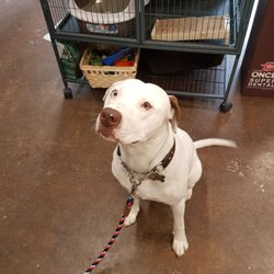 Masters 'n Dogs - Dewey, what a sweet boy!