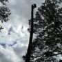 Photo of Roel Tree Services