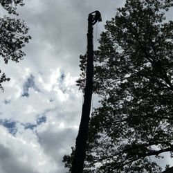 Roel Tree Services