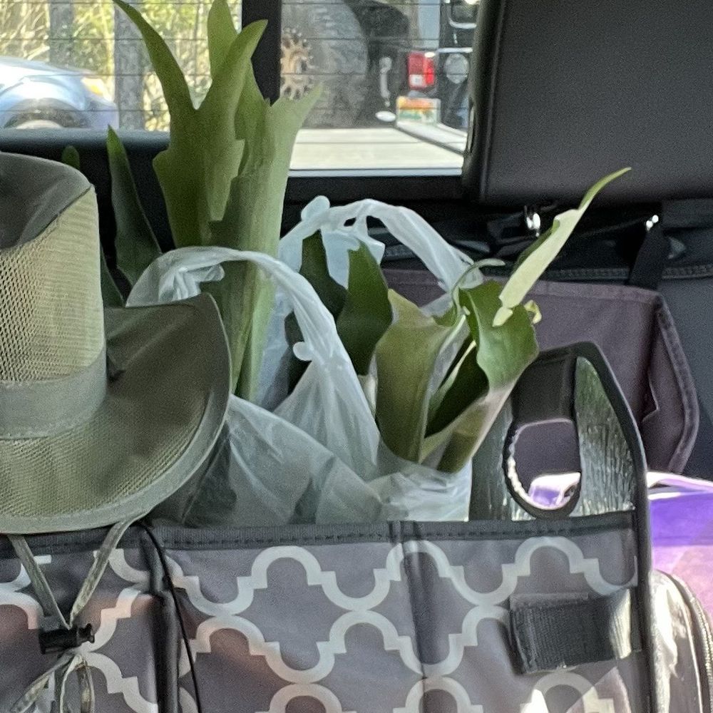 Staghorn purchased for $15 on the way to its new home Staghorn purchased for $15 on the way to its new home