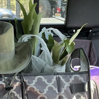 Beach Boulevard Flea Market - Staghorn purchased for $15 on the way to its new home - Flea Markets Near Me - Jacksonville, Florida