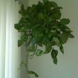 Mega plant