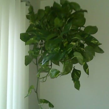 The Herbery - Mega plant - Nurseries & Gardening Near Me - Denver, Colorado