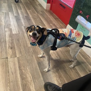 Amores Grooming Salon - Elvis!! so hate to get his nails clipped but he let Raquel do it! - Pet Groomers Near Me - Lake Worth, Florida Amores Grooming Salon - Elvis!! so hate to get his nails clipped but he let Raquel do it! - Pet Groomers Near Me - Lake Worth, Florida