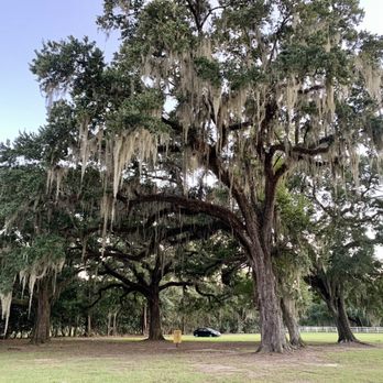 WMA Pearl River WMA Camp Grounds - Love the Spanish Moss hanging from the trees here at Pearl River/Crawford Landing WMA Campground. - Campgrounds Near Me - Slidell, Louisiana WMA Pearl River WMA Camp Grounds - Love the Spanish Moss hanging from the trees here at Pearl River/Crawford Landing WMA Campground. - Campgrounds Near Me - Slidell, Louisiana