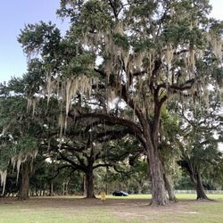 WMA Pearl River WMA Camp Grounds - Love the Spanish Moss hanging from the trees here at Pearl River/Crawford Landing WMA Campground.