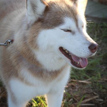 Fresh Acres - Dogs are Welcome! - Attraction Farms Near Me - Monticello, Minnesota Fresh Acres - Dogs are Welcome! - Attraction Farms Near Me - Monticello, Minnesota