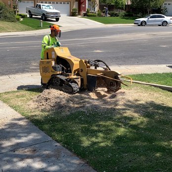 Perez Tree Care - Removals and Stump Grinding - Tree Services Near Me Perez Tree Care - Removals and Stump Grinding - Tree Services Near Me
