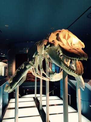 Port Of Nagoya Public Aquarium by null