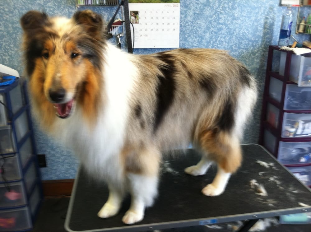 HAIR OF THE DOG GROOMING SALON Updated September 2024 3300 E Main St, Endicott, New York