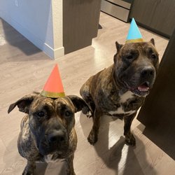 Jo Let the Dogs Out - Isabel and Rio on Rio's 3rd birthday. Party hats compliments of Jo!