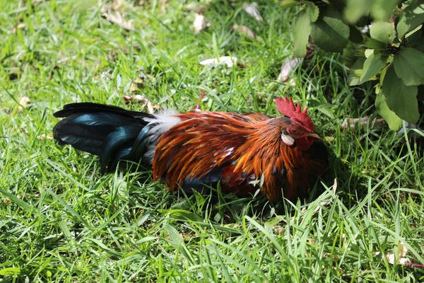 Waimea Canyon State Park by null Waimea Canyon State Park by null