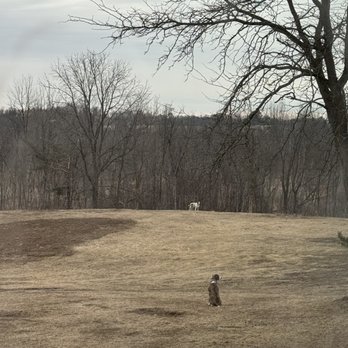 Logan Property Maintenance - Dead orchard trees removed - Lawn Services Near Me