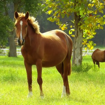 Cornerstone Inspections - Trust us to inspect your farm or horse farm. - Home Inspectors Near Me - Ocala, Florida Cornerstone Inspections - Trust us to inspect your farm or horse farm. - Home Inspectors Near Me - Ocala, Florida