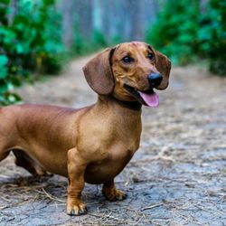Pet Sitter DR