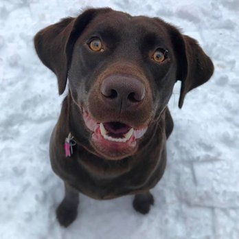 RiverDog - Malden - Pet Training Near Me - Malden, Massachusetts RiverDog - Malden - Pet Training Near Me - Malden, Massachusetts