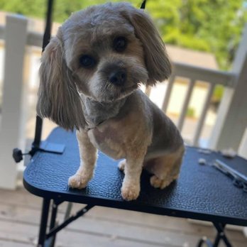 Major Paws Grooming Service - Zeus :) - Pet Groomers Near Me Major Paws Grooming Service - Zeus :) - Pet Groomers Near Me