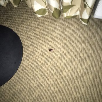 Bahia Resort Hotel - Cockroach by the A\C - San Diego, CA