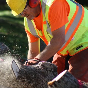 A Better Tree Service - Tree Services Near Me - Sacramento, California A Better Tree Service - Tree Services Near Me - Sacramento, California