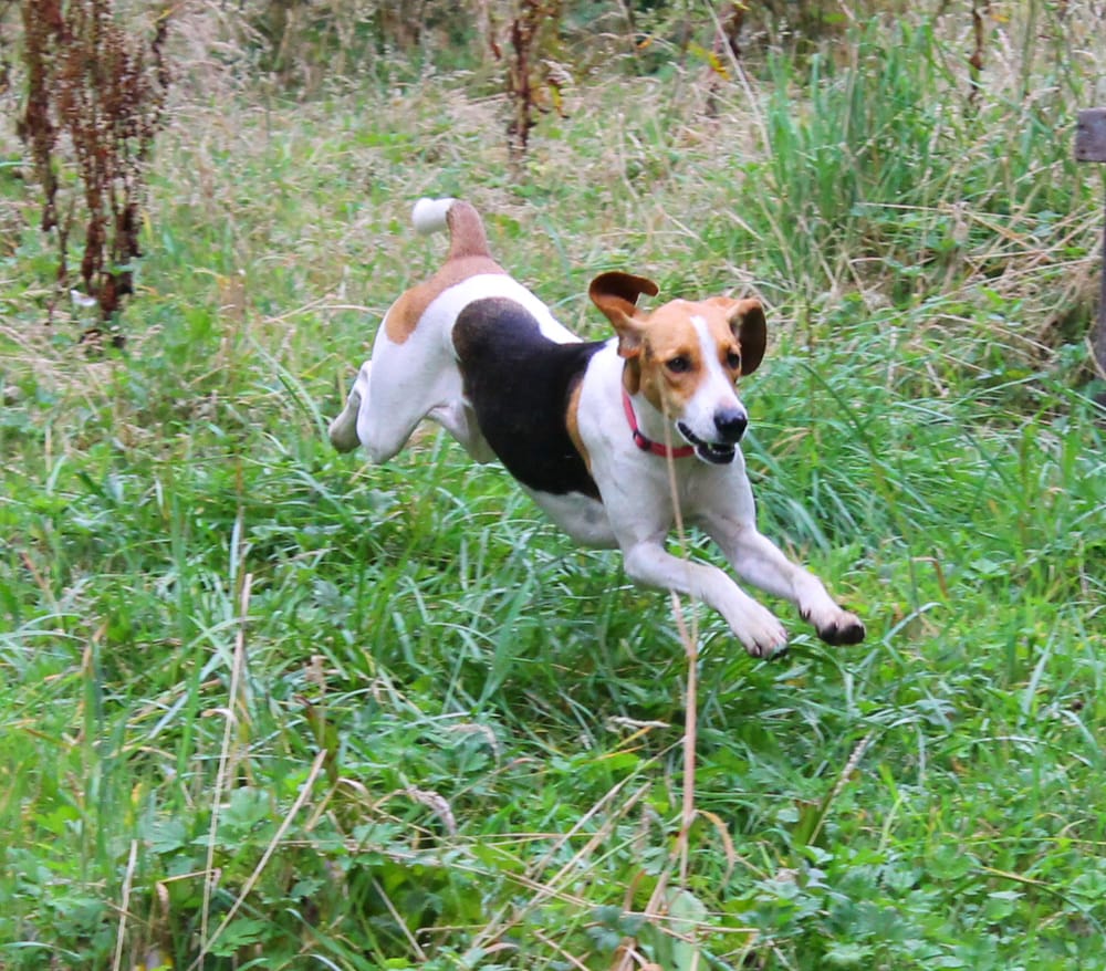 OLIVIA’S DOGGY DAYCARE & BOARDING Updated September 2024 Hwy 20