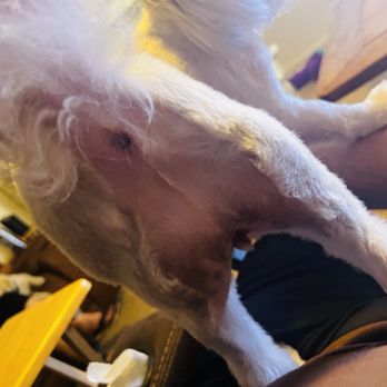 PetSmart - Rear end shave to bare skin. - Pet Groomers Near Me - Scottsdale, Arizona PetSmart - Rear end shave to bare skin. - Pet Groomers Near Me - Scottsdale, Arizona