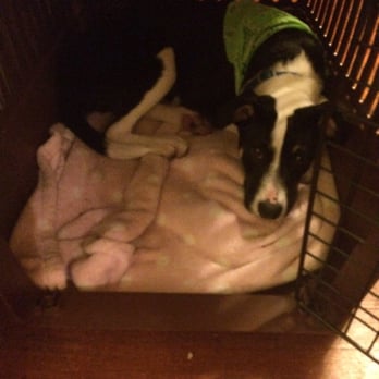 Indy.Hound - Pet Sitting Near Me - Indianapolis, Indiana Indy.Hound - Pet Sitting Near Me - Indianapolis, Indiana