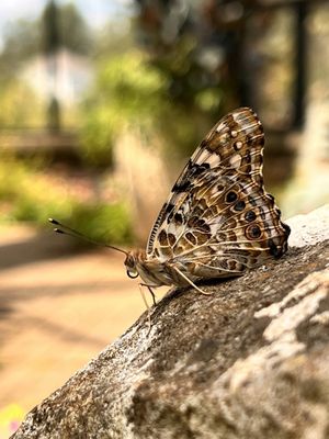 Huntsville Botanical Garden by null