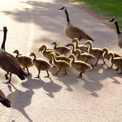 Carburn Park - Goose Xing