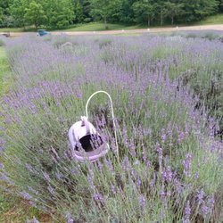 Lavender in bloom in June!