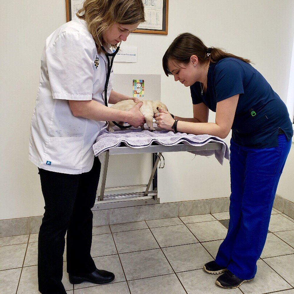 Hollow Corners Veterinary Services - Puppy - Veterinarians Near Me - Dryden, Michigan