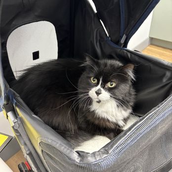 Fauna Veterinary Care - My cat in their office - Veterinarians Near Me - Chicago, Illinois