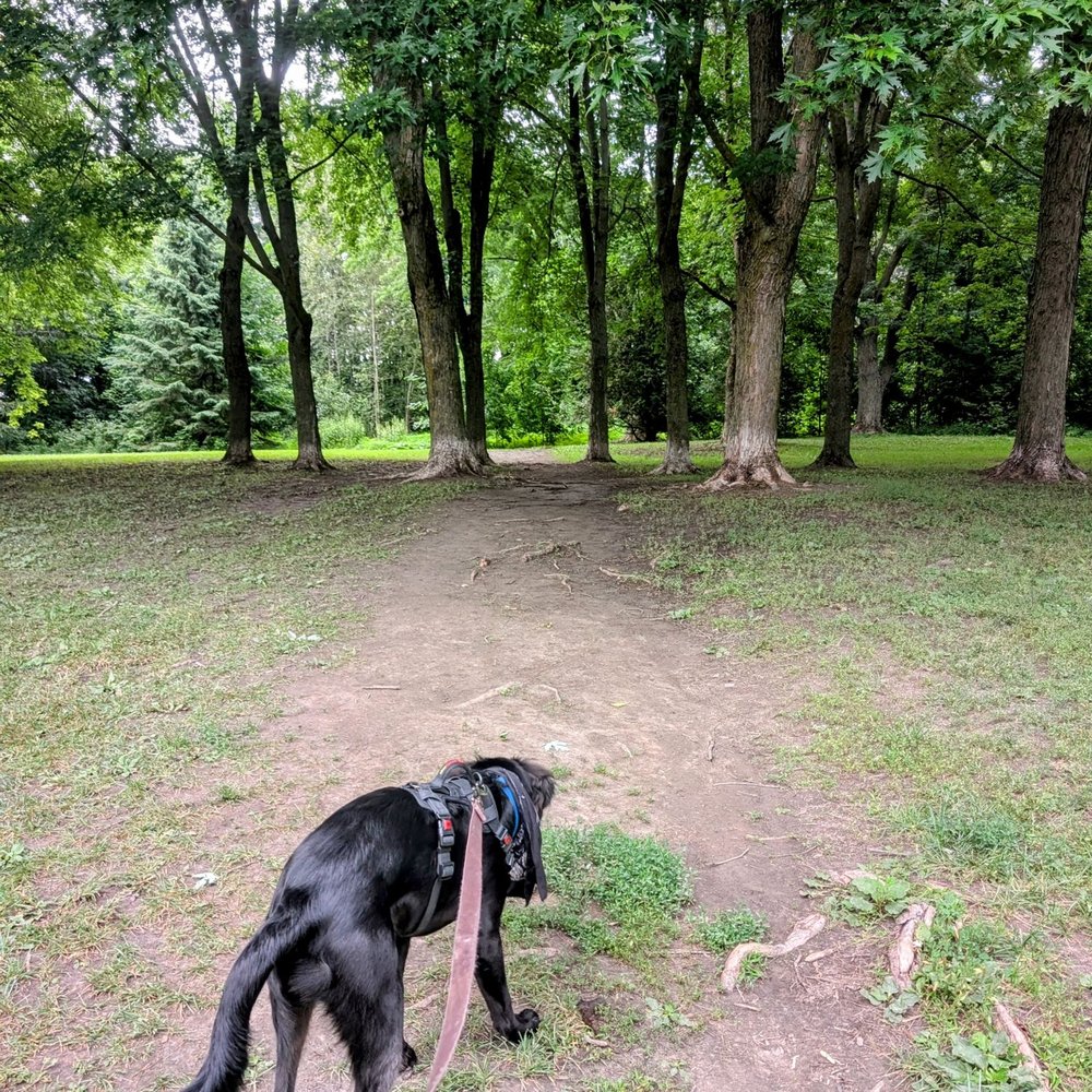 A Dog Park near Me: Discover the Best Local Spots for Pups