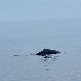Hyannis Whale Watcher Cruises - Whale Watching Tours Near Me - Barnstable, Massachusetts Hyannis Whale Watcher Cruises - Whale Watching Tours Near Me - Barnstable, Massachusetts