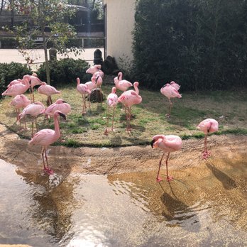 Caldwell Zoo - Flamingos - Zoos Near Me - Tyler, Texas