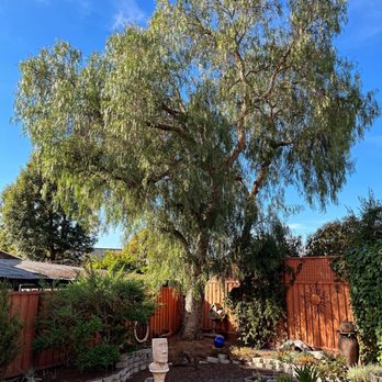 Supreme Tree Care - Tree Services Near Me Supreme Tree Care - Tree Services Near Me