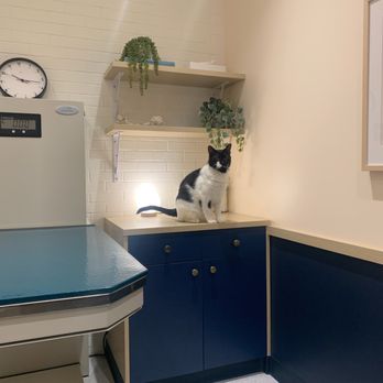 Bond Vet - Capitol Hill - Veterinarians Near Me - Washington, DC, District of Columbia