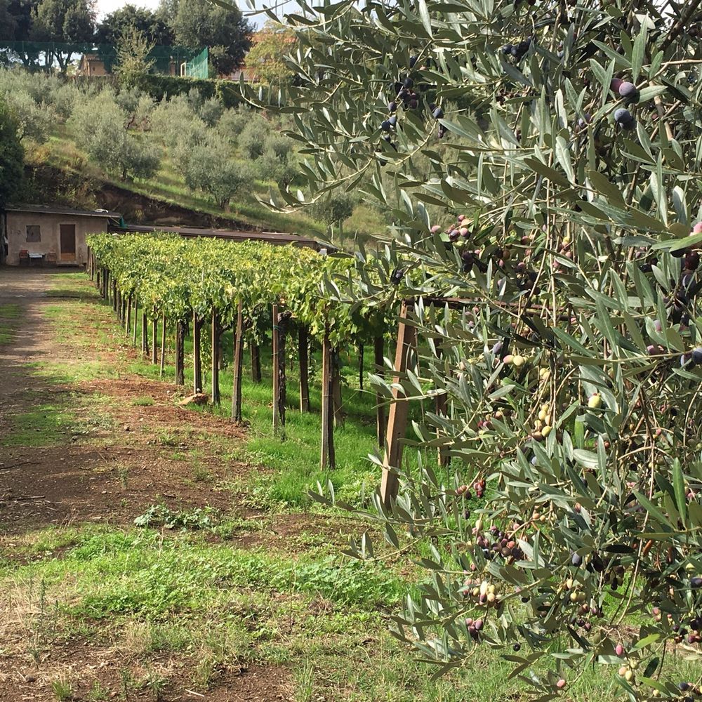 The Old Frascati - The winery grounds - Food Tours Near Me - Frascati, RM The Old Frascati - The winery grounds - Food Tours Near Me - Frascati, RM