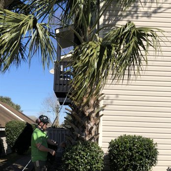 Lookin Good Treeman Service  - Large Palm tree pressing against and damaging the building and decorative landscaping wall. - Tree Services Near Me - Kenner, Louisiana