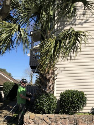 Palm tree removals - Removal of two large Palm trees Palm tree removals - Removal of two large Palm trees