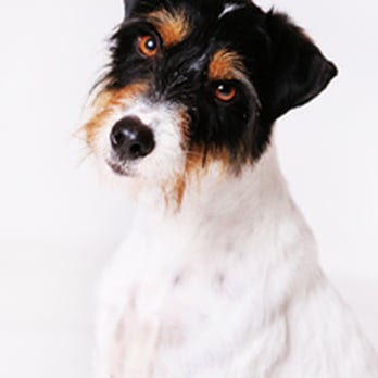 Pest Management - Bernie the bed bug sniffing dog. Bernie was the first canine member of our growing K9 detection team. - Pest Control Near Me Pest Management - Bernie the bed bug sniffing dog. Bernie was the first canine member of our growing K9 detection team. - Pest Control Near Me
