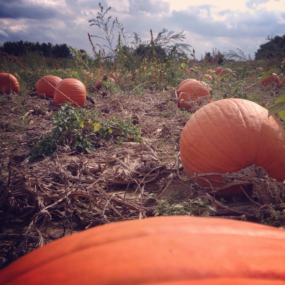 Eugster's Farm Market - Pumpkin patch. - Attraction Farms Near Me - Stoughton, Wisconsin Eugster's Farm Market - Pumpkin patch. - Attraction Farms Near Me - Stoughton, Wisconsin