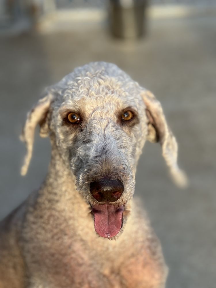 Fairview Boarding - pet boarding facility in Fairview, NC