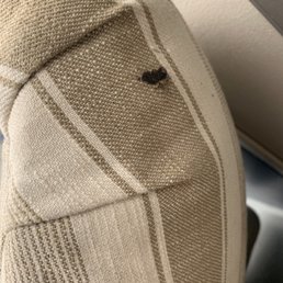 Rat shit on my $1k  chair, I've had my stuff at this storage place for over a year and suddenly my unit has rats