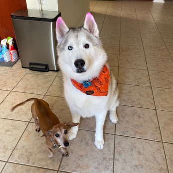 Ruff2Glam Grooming Salon - Loki and Sushi - Pet Groomers Near Me - League City, Texas Ruff2Glam Grooming Salon - Loki and Sushi - Pet Groomers Near Me - League City, Texas