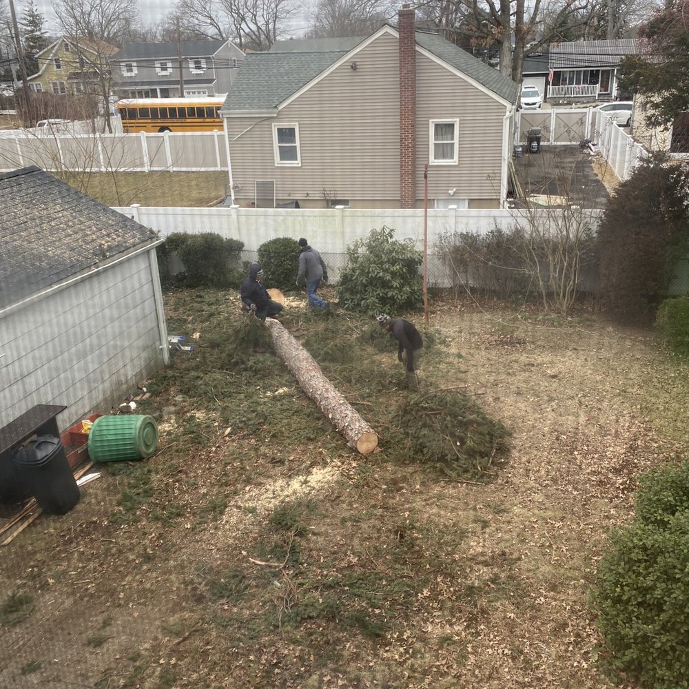 Joe's Complete Tree Service - Tree Services Near Me - Deer Park, New York Joe's Complete Tree Service - Tree Services Near Me - Deer Park, New York