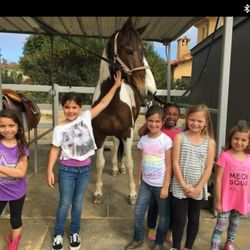 South Coast Equestrian