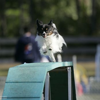 Bow - Wow Dog Training - Jett - Pet Training Near Me - West Palm Beach, Florida Bow - Wow Dog Training - Jett - Pet Training Near Me - West Palm Beach, Florida